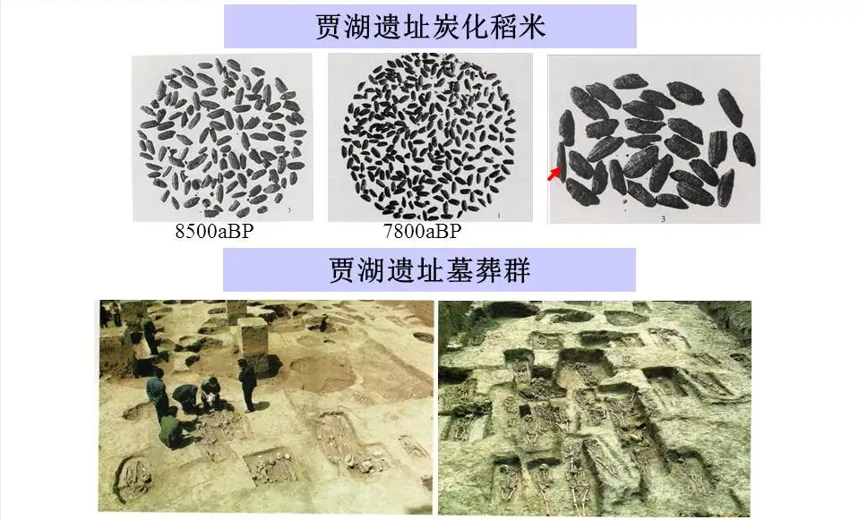 好稻米一碗好饭的灵魂